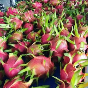 Red Dragon Fruit Live Plant - 12-15 Inch Tropical Tree for Home Garden - Image 3