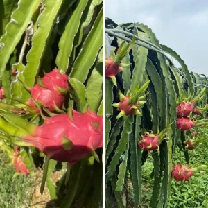 Red Dragon Fruit Live Plant - 12-15 Inch Tropical Tree for Home Garden - Image 4