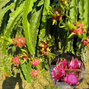 Red Dragon Fruit Live Plant - 12-15 Inch Tropical Tree for Home Garden - Image 1