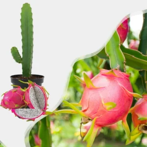 Red Dragon Fruit Live Plant - Sweet Tropical Vine, 1 Gallon Potted - Image 2