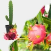 Red Dragon Fruit Live Plant - Sweet Tropical Vine, 1 Gallon Potted - Image 1