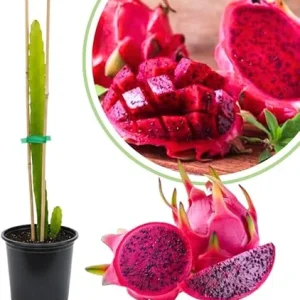 Red Dragon Fruit Tree Live Plant, Fully Rooted, 12