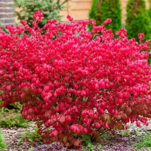Red Dwarf Burning Bush Live Plant - Quart Pot, Outdoor Shrub - Image 4