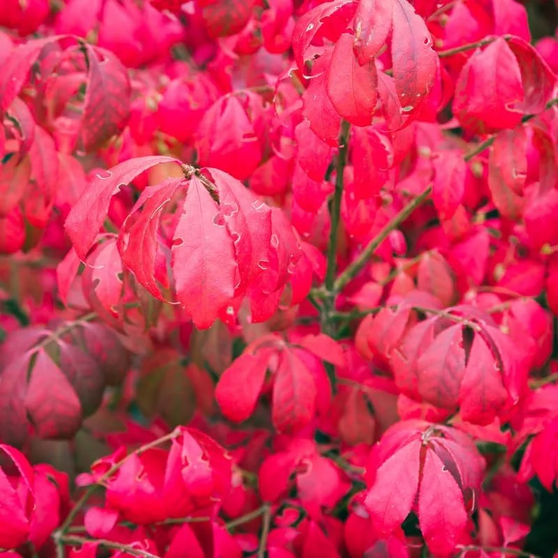Red Dwarf Burning Bush Live Plant - Quart Pot, Outdoor Shrub - Image 7