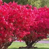 Red Dwarf Burning Bush Live Plant - Quart Pot, Outdoor Shrub - Image 1