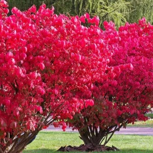 Red Dwarf Burning Bush Live Plant - Quart Pot, Outdoor Shrub - Image 1