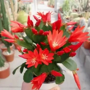 Red Easter Cactus Live Plant – 4-6 Inch Tall Tropical Flower for Indoors - Image 2