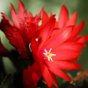 Red Easter Cactus Live Plant – 4-6 Inch Tall Tropical Flower for Indoors - Image 3
