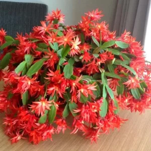 Red Easter Cactus Live Plant – 4-6 Inch Tall Tropical Flower for Indoors - Image 5