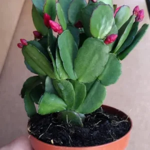 Red Easter Cactus Live Plant – 4-6 Inch Tall Tropical Flower for Indoors - Image 6