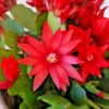 Red Easter Cactus Live Plant – 4-6 Inch Tall Tropical Flower for Indoors - Image 1