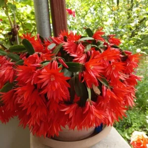 Red Easter Cactus Live Plant – 4 to 6 Inch Succulent – Indoor Houseplant - Image 2