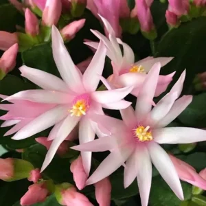 Red Easter Cactus Live Plant – 4 to 6 Inch Succulent – Indoor Houseplant - Image 3