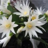 Red Easter Cactus Live Plant – 4 to 6 Inch Succulent – Indoor Houseplant - Image 1