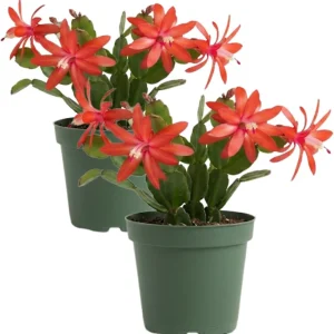 Red Easter Cactus Live Plant – Pack of 2 Succulents – 4-7 Inch – Holiday Cactus - Image 2