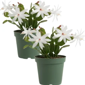 Red Easter Cactus Live Plant – Pack of 2 Succulents – 4-7 Inch – Holiday Cactus - Image 4