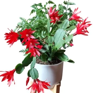 Red Easter Cactus Live Plant - Rhipsalidopsis Gaertneri Holiday Cactus 5-7 Inch Tall, Spring Bloom - Image 4