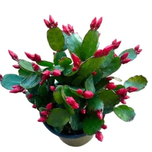 Red Easter Cactus Live Plant - Rhipsalidopsis Gaertneri Holiday Cactus 5-7 Inch Tall, Spring Bloom - Image 7
