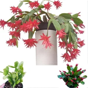 Red Easter Cactus Live Plant - Rhipsalidopsis Gaertneri Holiday Cactus 5-7 Inch Tall, Spring Bloom - Image 1