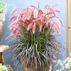 Red Fountain Grass Live Plants - 2 Pack, Deep Burgundy, 4-7" Tall, Outdoor - Image 1