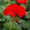 Red Geranium Live Plant - 4 to 6 Inch Tall, Well-Rooted Flower - Image 1