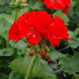 Red Geranium Live Plant - 4 to 6 Inch Tall, Well-Rooted Flower - Image 4