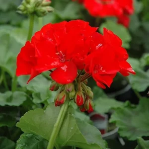 Red Geranium Live Plant - 4 to 6 Inch Tall, Well-Rooted Flower - Image 6