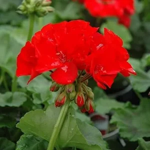 Red Geranium Live Plant - 4 to 6 Inch Tall, Well-Rooted Flower - Image 7