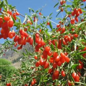 Red Goji Berry Cuttings - Set of 6, 8-10