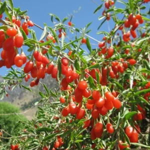 Red Goji Berry Cuttings - Set of 6, 8-10