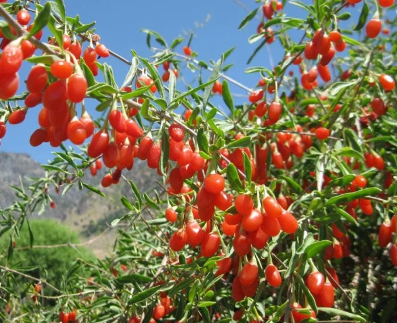 Red Goji Berry Cuttings - Set of 6, 8-10" Long - Lycium barbarum Edible Superfruit Plant for Propagation - Image 2