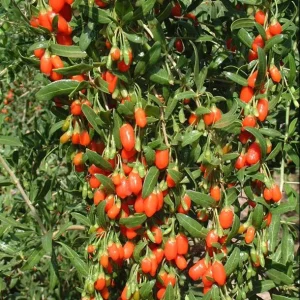 Red Goji Berry Cuttings - Set of 6, 8-10