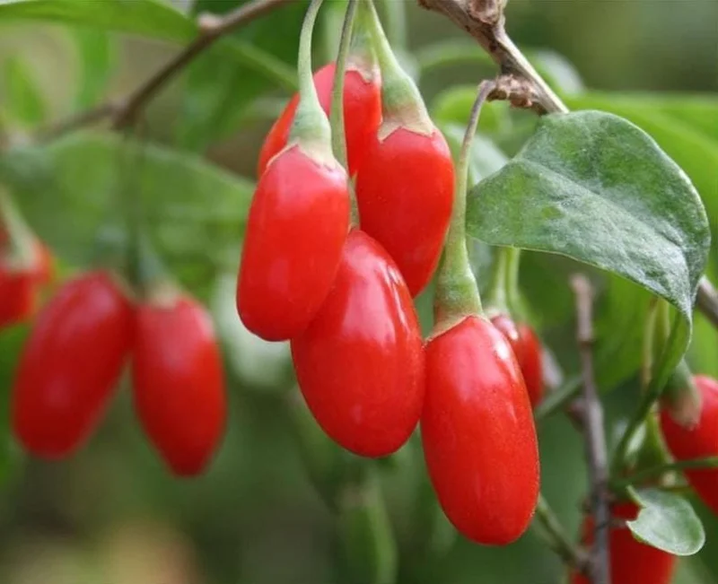 Red Goji Berry Cuttings - Set of 6, 8-10" Long - Lycium barbarum Edible Superfruit Plant for Propagation - Image 4