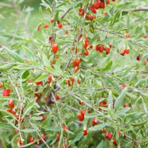 Red Goji Berry Cuttings - Set of 6, 8-10