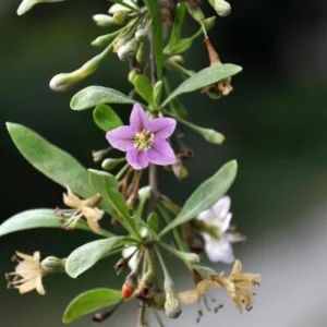 Red Goji Berry Cuttings - Set of 6, 8-10