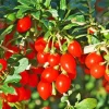 Red Goji Berry Cuttings - Set of 6, 8-10" Long - Lycium barbarum Edible Superfruit Plant for Propagation - Image 1