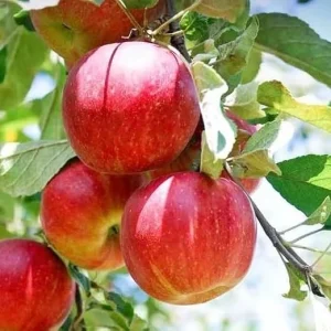 Red Gravenstein Apple Tree Live Plant 4-5 Ft Tall - Sweet Red Apples - Image 4