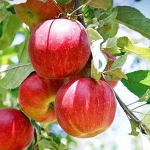 Red Gravenstein Apple Tree Live Plant 4-5 Ft Tall - Sweet Red Apples - Image 5
