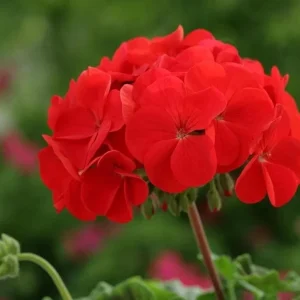 Red Hardy Geranium Live Plant – Set of 2 – 5-8 Inch Tall – Outdoor Flowers - Image 10