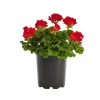 Red Hardy Geranium Live Plant – Set of 2 – 5-8 Inch Tall – Outdoor Flowers - Image 1
