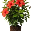 Red Hibiscus Live Plant – Hardy Flowering Shrub – 9-12 Inch Tall Seedling - Image 1