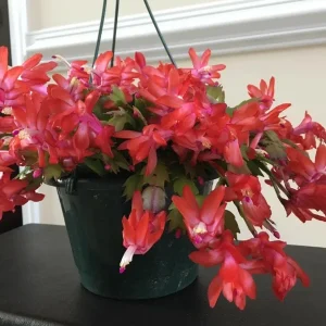 Red Holiday Cactus Live Plant – Christmas & Thanksgiving Cactus – 4-6 Inch Tall Succulent - Image 6