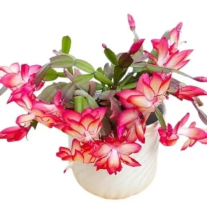 Red Holiday Cactus Live Plant – Christmas & Thanksgiving Cactus – 4-6 Inch Tall Succulent - Image 7
