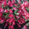 Red Holiday Cactus Live Plant – Christmas & Thanksgiving Cactus – 4-6 Inch Tall Succulent - Image 1