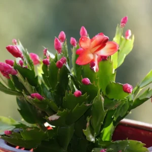 Red Holiday Cactus Plants - 2 Pack Schlumbergera Live Plants 4-6 Inch Tall - Image 10