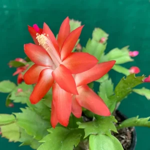 Red Holiday Cactus Plants - 2 Pack Schlumbergera Live Plants 4-6 Inch Tall - Image 5