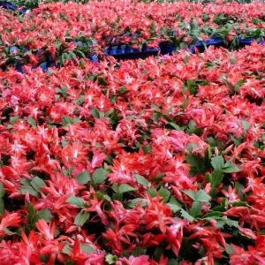 Red Holiday Cactus Plants - 2 Pack Schlumbergera Live Plants 4-6 Inch Tall - Image 7