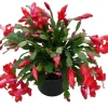 Red Holiday Cactus Plants - 2 Pack Schlumbergera Live Plants 4-6 Inch Tall - Image 1