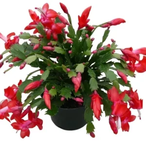 Red Holiday Cactus Plants - 2 Pack Schlumbergera Live Plants 4-6 Inch Tall - Image 1