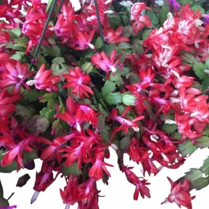 Red Holiday Cactus Plants - 2 Pack Schlumbergera Live Plants 4-6 Inch Tall - Image 8